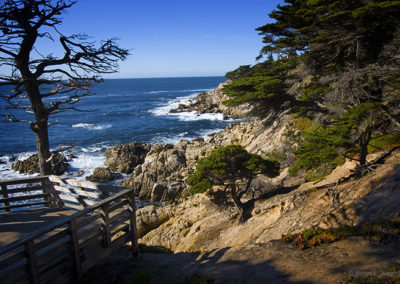 California cypress coastline