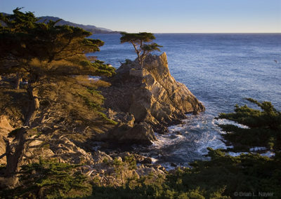 Lone Cypress in golden light