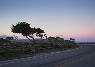 Windswept tree in early coastal light