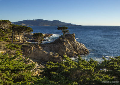 Lone Cypress in late afternoon light