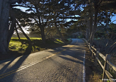 Tree lined roadways in early light