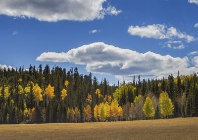 Forest view in fall color