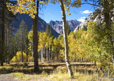 Aspen trees in fall color