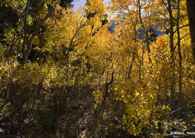 Fall aspen colors in golden sun