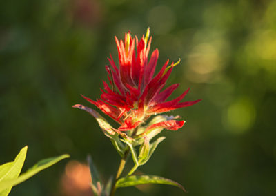 Indian Paintbrush photographed in shade