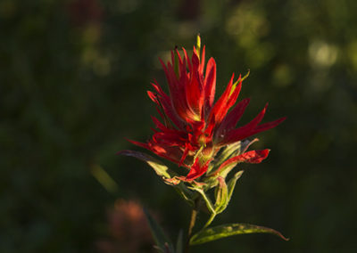 Photographed Indian Paintbrush in deep shades of red