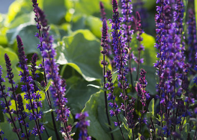 Rich purple colors photographed in morning light