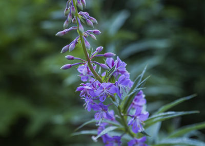 Rich hues of purple in a forest of green