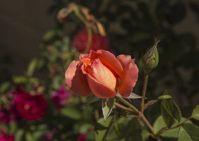 Fresh rose bud reaches for light