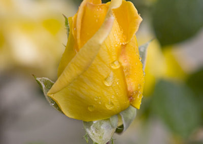 Yellow rose shot in soft light