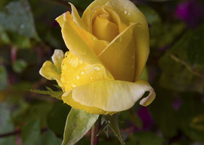 Yellow rose in morning dew