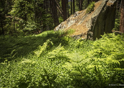 Forest floor carpeted in a sea of green