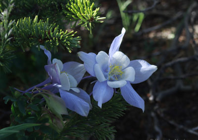 Soft shades of lavender and while dance among the pines