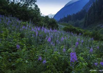 Trail of flowers in early light