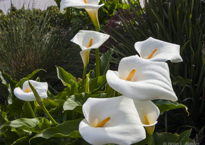 Calla lilies bath in morning sun