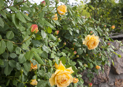 Rose bush color display softly lit upon a stone wall