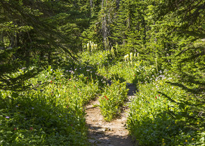 Trails in flowers in bloom