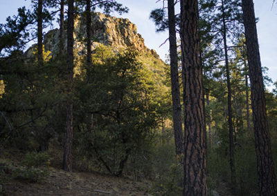 Sun lit peak through forest trees