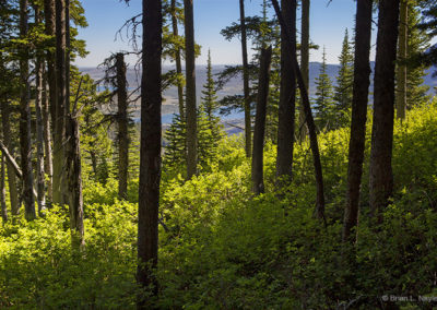 Views through the forest