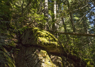 Rocky outcrop in a thick forest