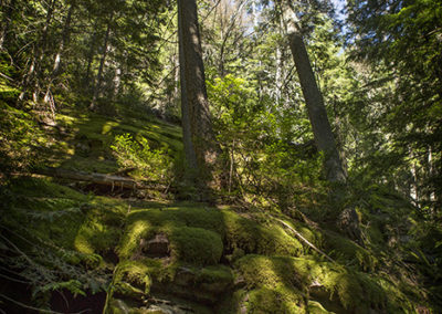 Forest trees and mosey ground