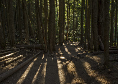 Forest trees and long shadows