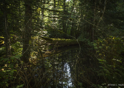 Still pond on forest floor