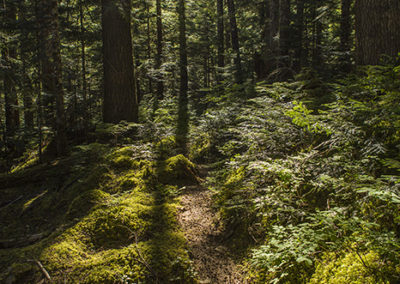 Trails through mossy forest