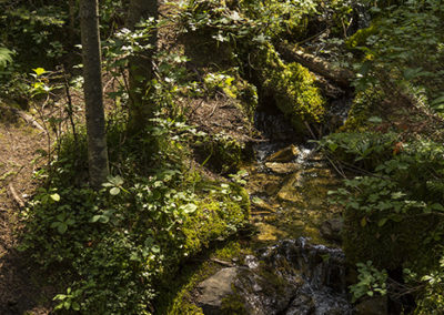 Streams wind through forest floor