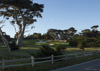 Morning green under cypress trees