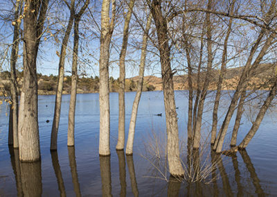 Lake and trees