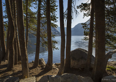 Lake view through pine forest