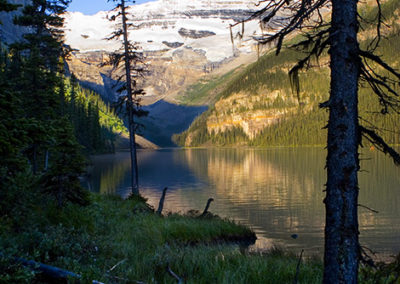 Vertical view, lake shore under morning dew