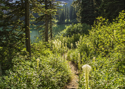 Trails among outstretched beargrass blooms