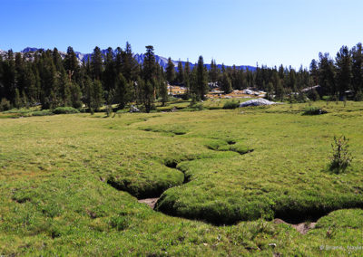 Sunny Meadow view