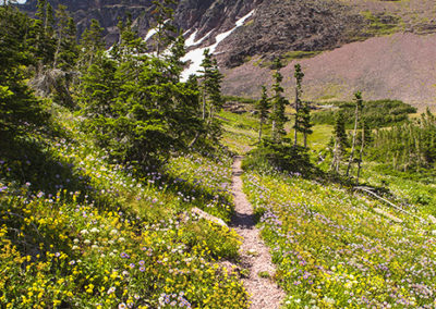 Meadow of flowers against mountain highs