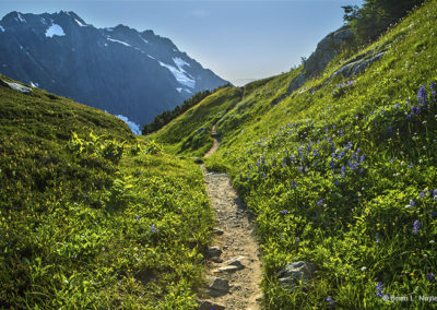 Alpine slops in summer bloom