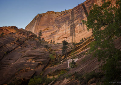 Lone tree clings to sheer sheer cliff