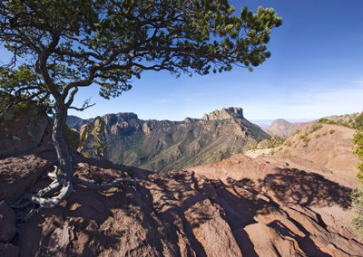 Tree framed mountain and red rocks