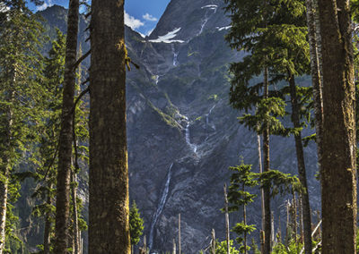 Mountain view through forest trees