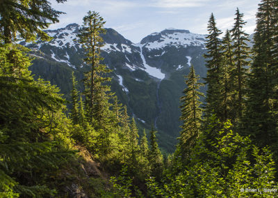 Forest views and mountain highs