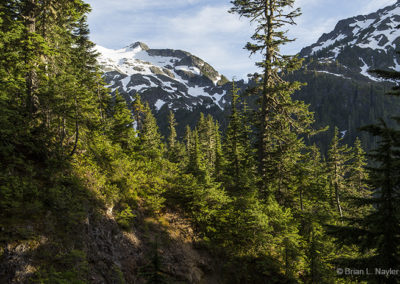 Forest views and distant mountians