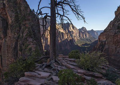 Lone pine overlooks mountain valley