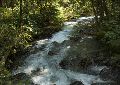 White water stream cuts through forest