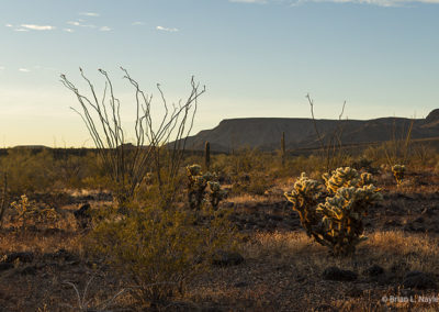 Southwest and desert fauna