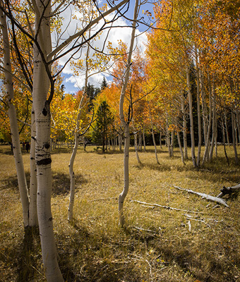 Fall Colors Gallery