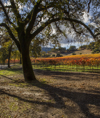 Vineyards Gallery 