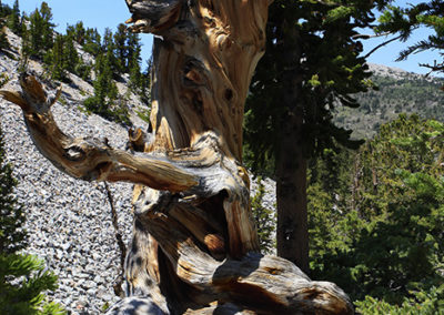 Bristle cone Tree in rocky ground