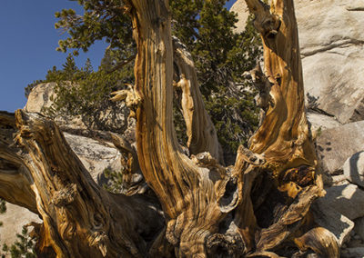 Bristle cone tree on arid rocky sloap