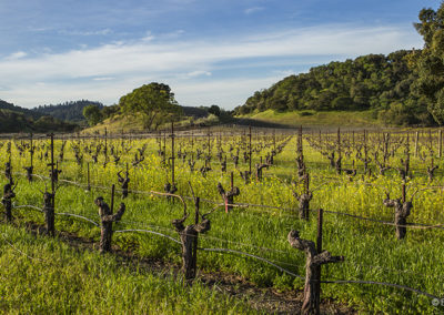 Spring Vineyards, over grown with mustard